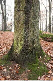 tree bark mossy 0012